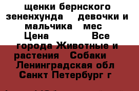 щенки бернского зененхунда. 2 девочки и 2 мальчика(2 мес.) › Цена ­ 22 000 - Все города Животные и растения » Собаки   . Ленинградская обл.,Санкт-Петербург г.